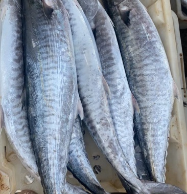 北海北部湾原味马鲛鱼片