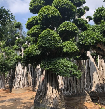 精品金钱榕高度34米冠幅2米