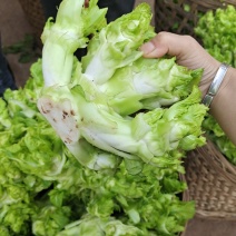 精品儿菜大量上市中（小心子）个头大质量好，欢迎订购！
