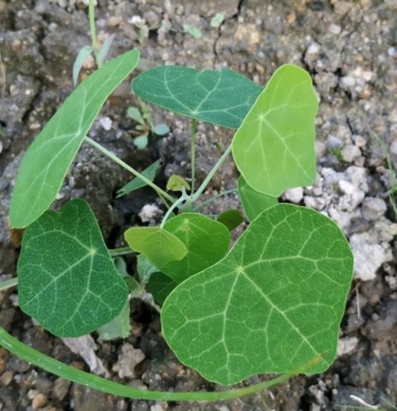 [防己苗批发]防己苗,江西粉防已粉质好价格0.50元/棵 - 一亩田