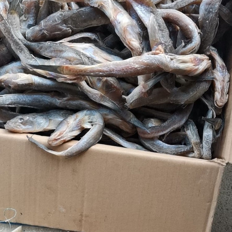 [咸鱼批发]咸鱼狗光鱼,又名油光鱼,渤海湾打捞之后精盐腌制而成价格4.