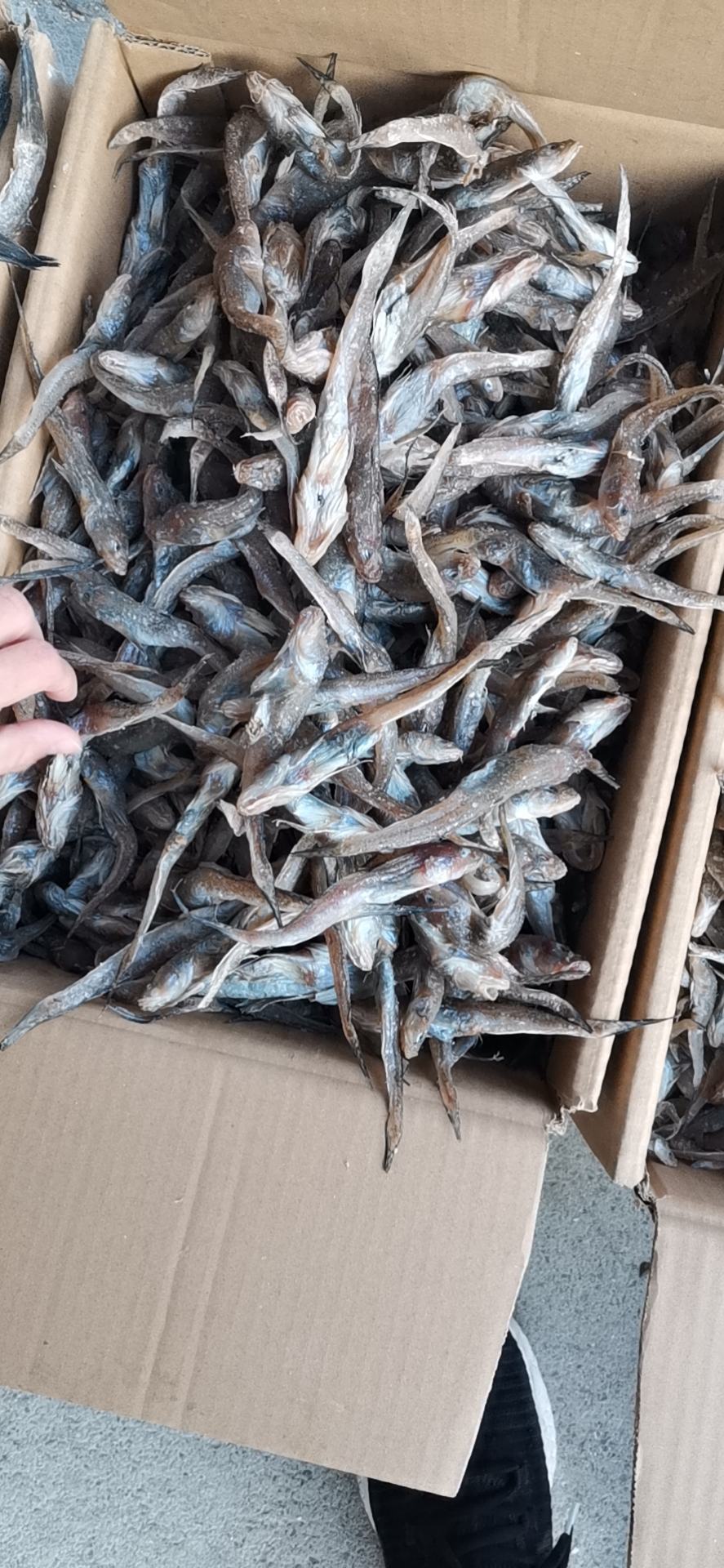 [咸鱼批发]咸鱼狗光鱼,又名油光鱼,渤海湾打捞之后精盐腌制而成价格4.