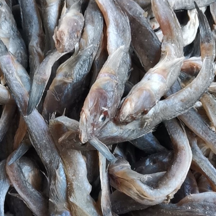 [咸鱼批发]咸鱼狗光鱼,又名油光鱼,渤海湾打捞之后精盐腌制而成价格4.