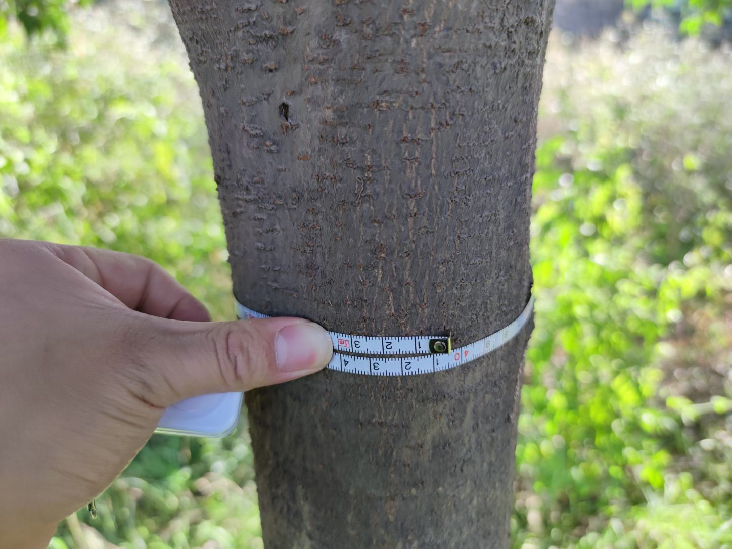 农业技术人员使用便携式EC计和pH计检测大叶女贞种植土壤的盐分和酸碱度 大叶女贞种植土壤监测设备使用