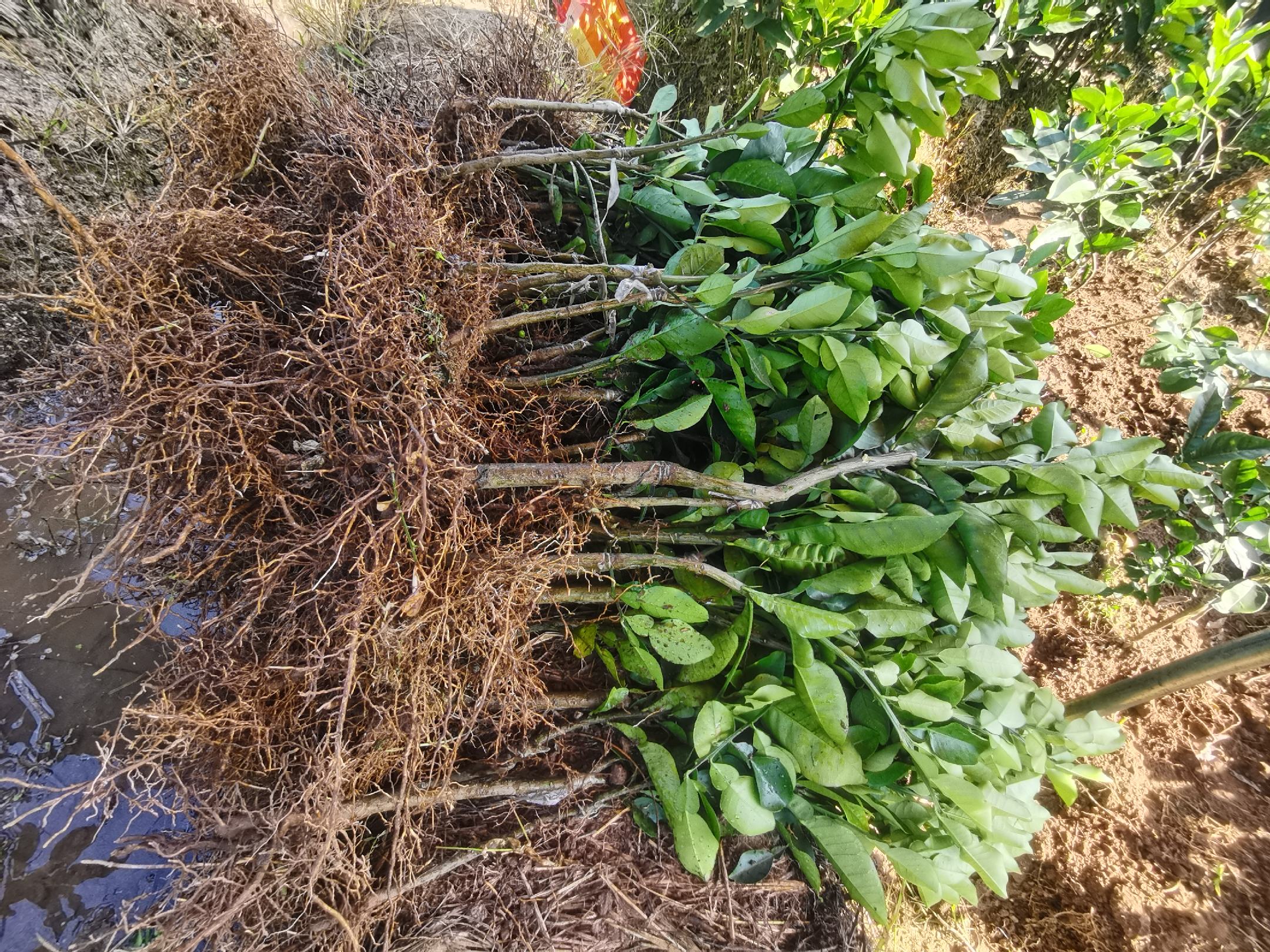 一株健康的葡萄柚嫁接苗,展示其直立主干、均匀分枝结构、深绿色健康叶片及发达的白色须根系统,根部包裹保湿泥团,苗高约65厘米,用于标准化种苗质量评估 葡萄柚嫁接苗标准形态