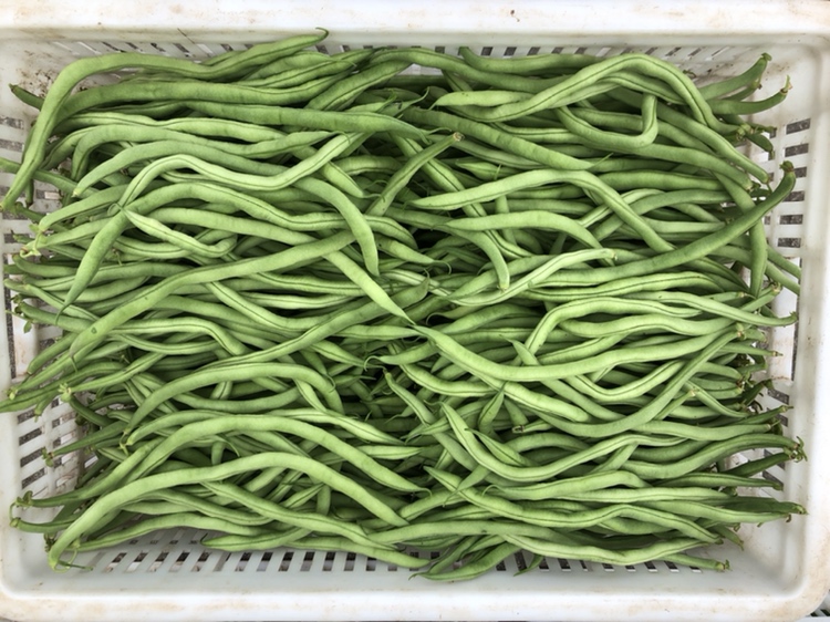 无筋豆特写