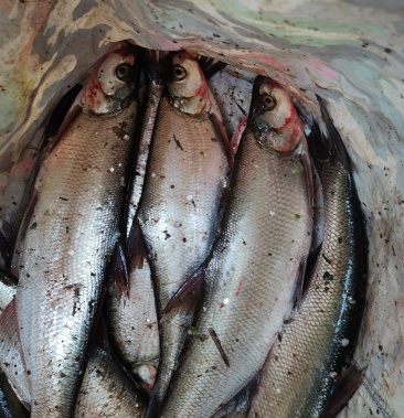 翘嘴鱼又名刁子放钓佳品