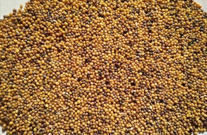 [油菜籽批发]少量黄油菜籽现货发售价格5700.00元/吨 - 一亩田