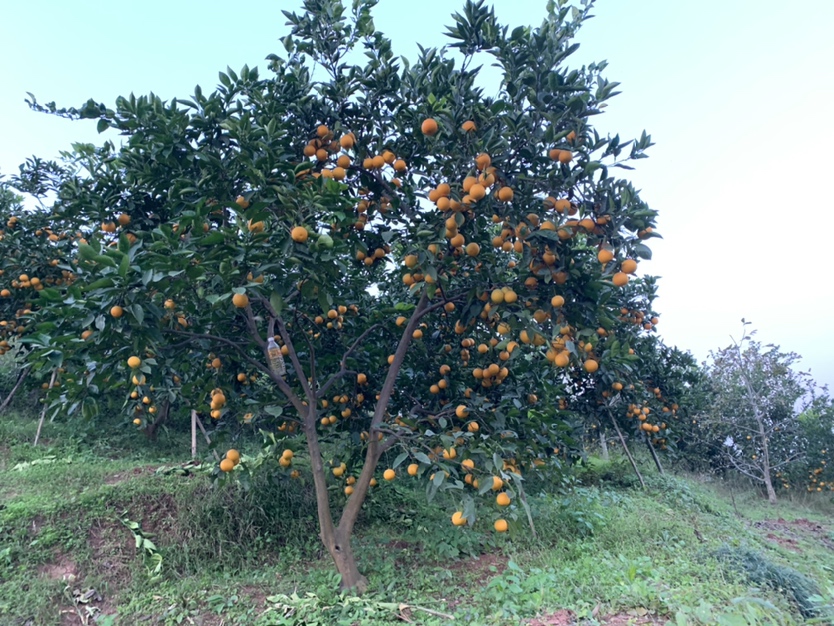 血橙果园春季定植现场