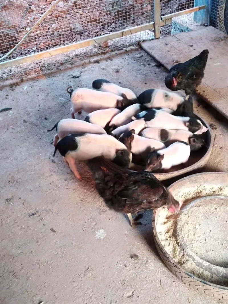 四川跑的快小香猪专注于生态养殖