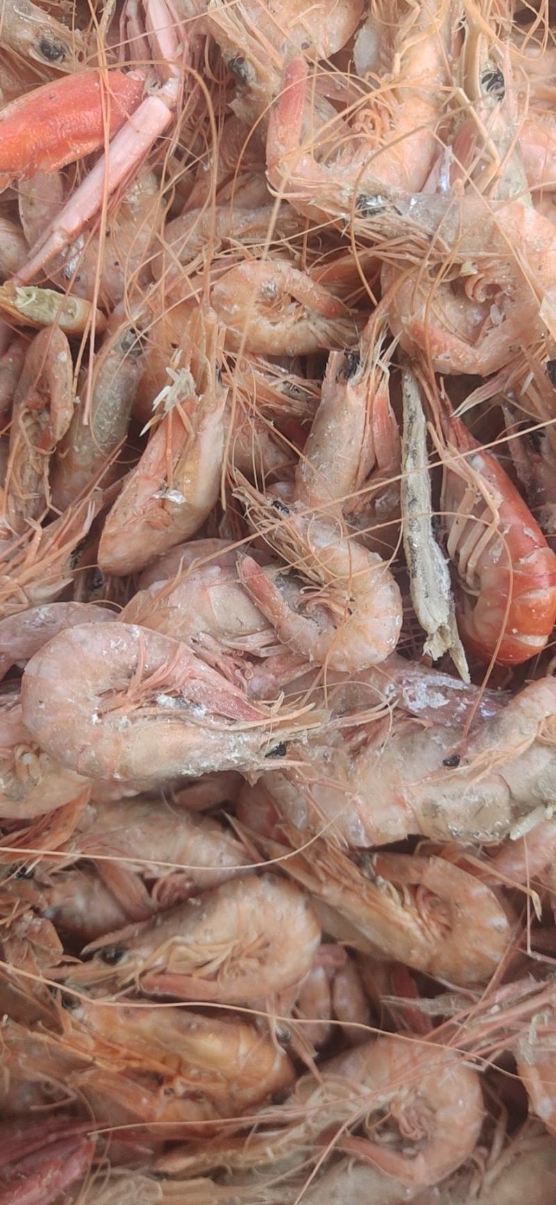 铁皮虾,在虾皮里挑拣出来的,湿的.咸的.味道鲜美
