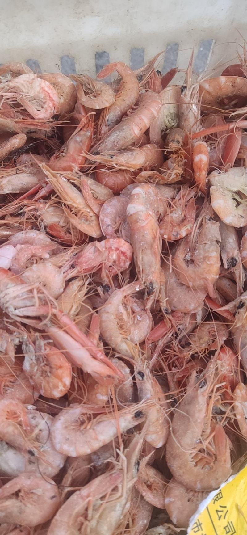 铁皮虾,在虾皮里挑拣出来的,湿的.咸的.味道鲜美