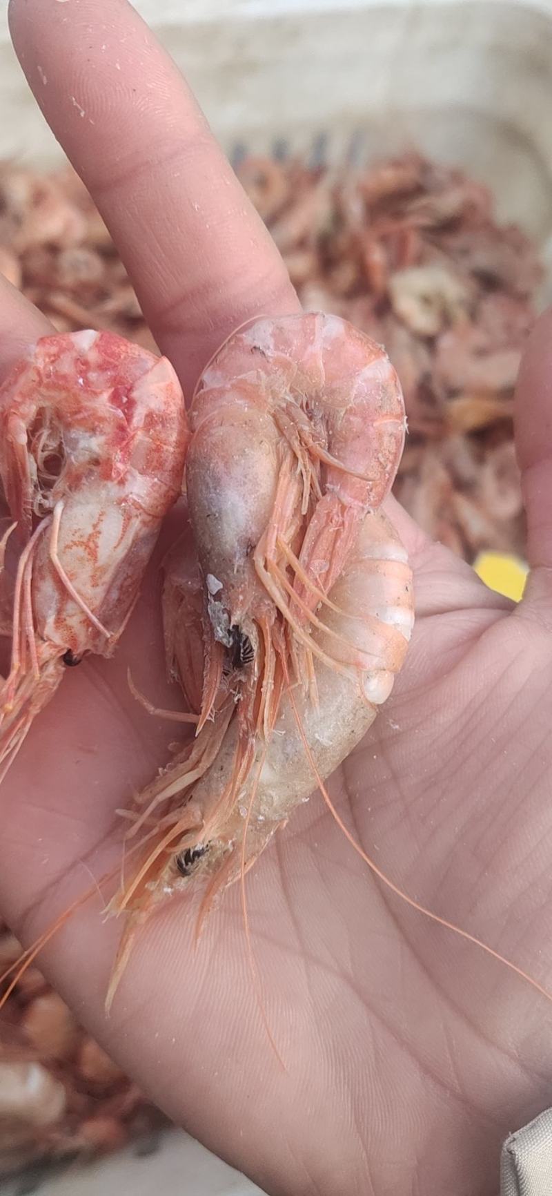 铁皮虾,在虾皮里挑拣出来的,湿的.咸的.味道鲜美