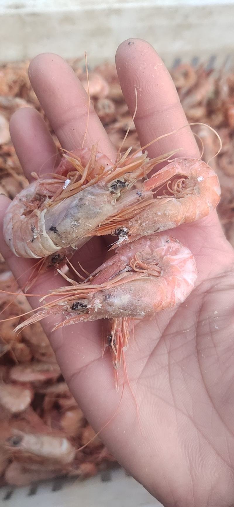 铁皮虾,在虾皮里挑拣出来的,湿的.咸的.味道鲜美