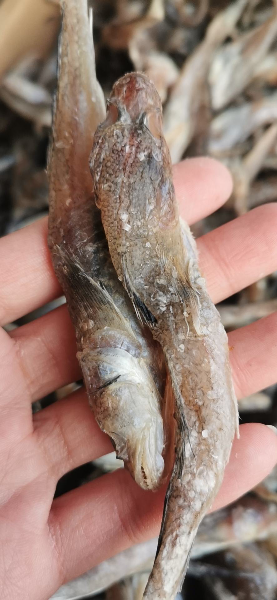 [咸鱼批发]油光鱼(咸的)又名狗光,自然晾晒,自家船打捞,大量有货价格5