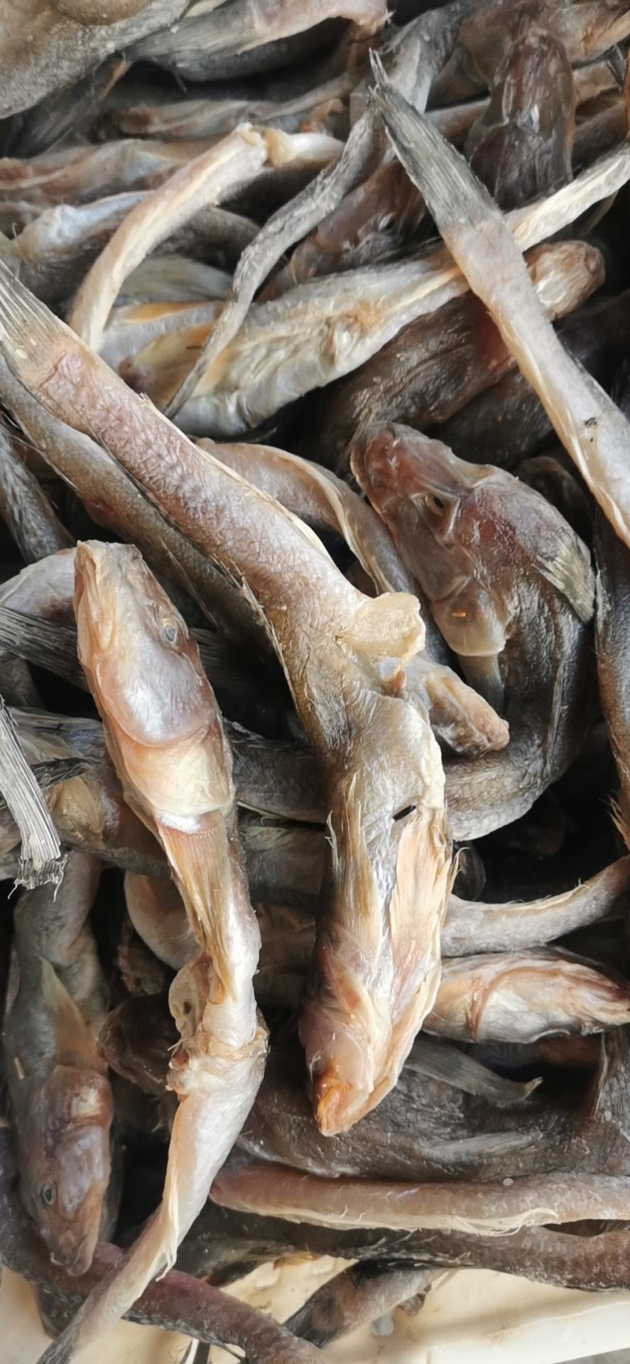 [咸鱼批发]油光鱼(咸的)又名狗光,自然晾晒,自家船打捞,大量有货价格5