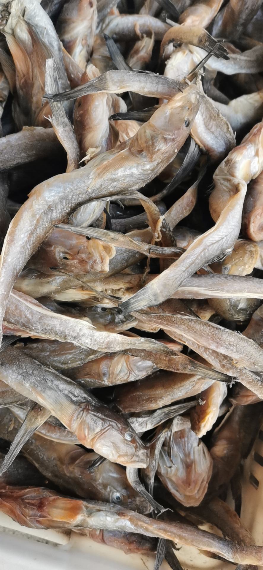 油光鱼(咸的)又名狗光,自然晾晒,自家船打捞,大量有货