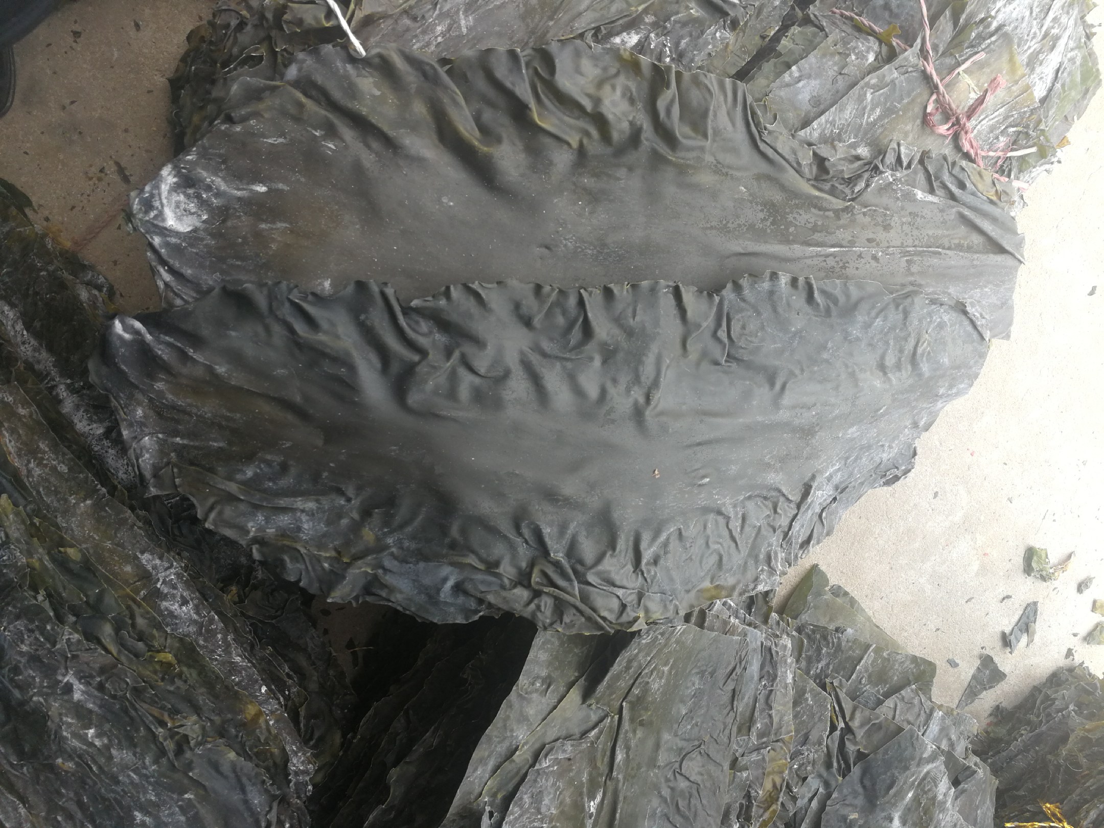 干海带与鲜海带对比图