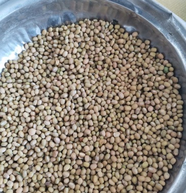 白小豆红小豆谷玉米高粱白黍