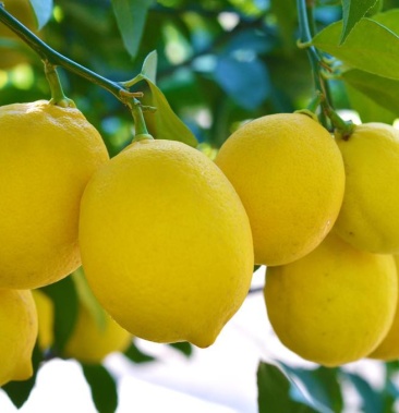 渝农视野万州北京柠檬助农产品