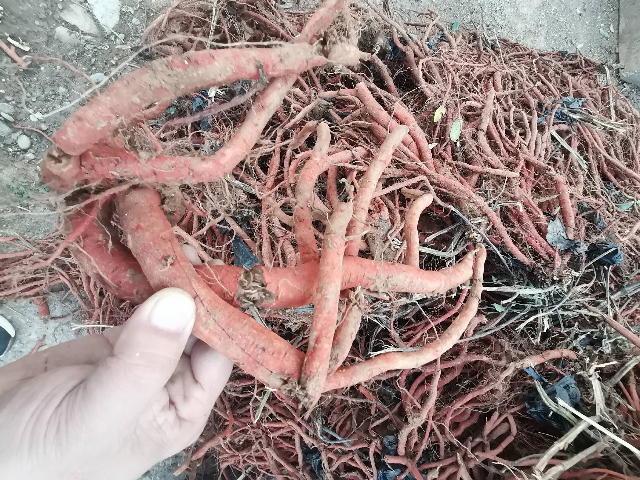 展示完整丹参植株及其干燥根部特写,背景为中药房或种植基地 丹参药材图