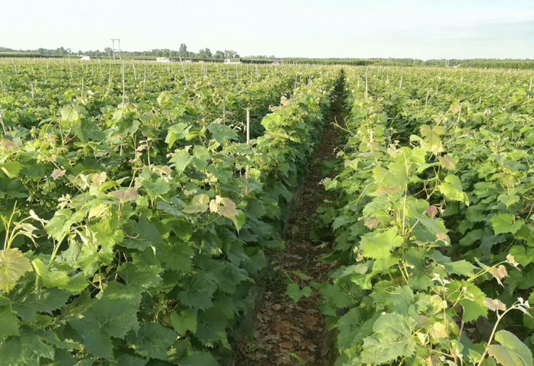 黑美人葡萄种植园