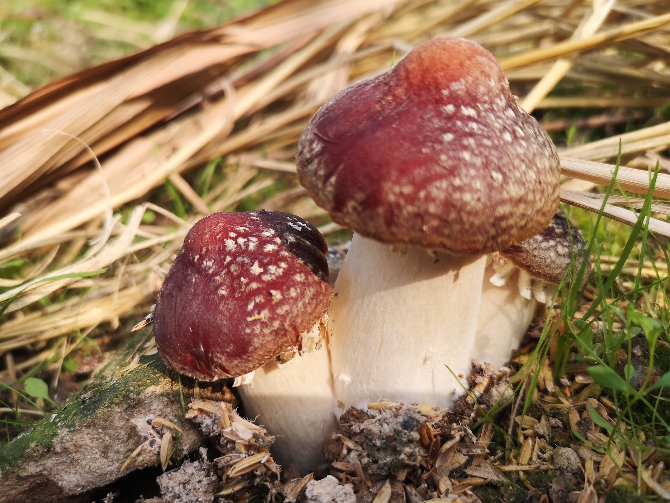 左侧为姬松茸(Agaricus blazei),菌盖呈浅棕色至红褐色,表面光滑或有细纤维状鳞片,菌柄粗壮,基部膨大;右侧为松茸(Tricholoma matsutake),菌盖淡黄褐色,边缘内卷,菌褶洁白密集,菌柄具明显纤维状网纹,整体散发浓郁松脂香气 姬松茸与松茸的植物学对比图