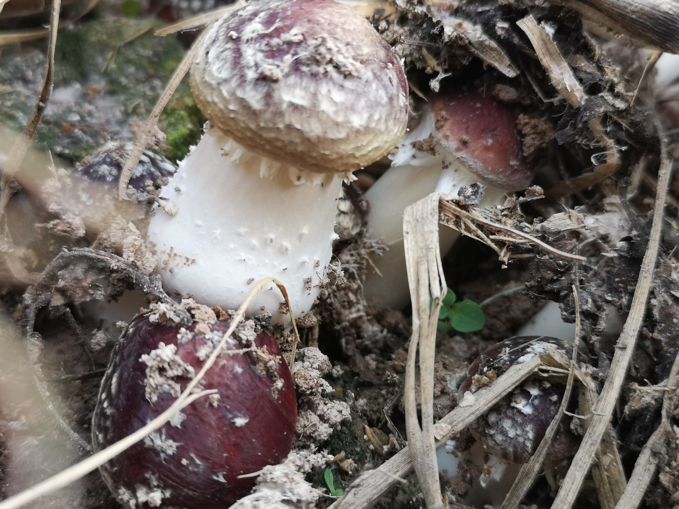 高清微距摄影:巴西姬松茸(Agaricus blazei Murill)新鲜子实体正面视角。菌盖直径约7.2 cm,表面覆盖12–15条放射状排列的浅褐色角质化鳞片,鳞片长2–4 mm、宽0.3–0.6 mm,边缘锐利;菌盖边缘轻微内卷;菌褶密集、直生、不等长,初期粉白色,成熟后转为深褐色至紫褐色;背景为无菌培养基质模拟仿野生环境 姬松茸新鲜子实体正面特写:展示典型半球至平展菌盖、辐射状浅褐色鳞片、边缘微内卷及清晰菌褶结构