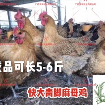 快大青脚麻鸡苗&铁脚麻鸡苗肉鸡苗，包运输成活，假一赔十
