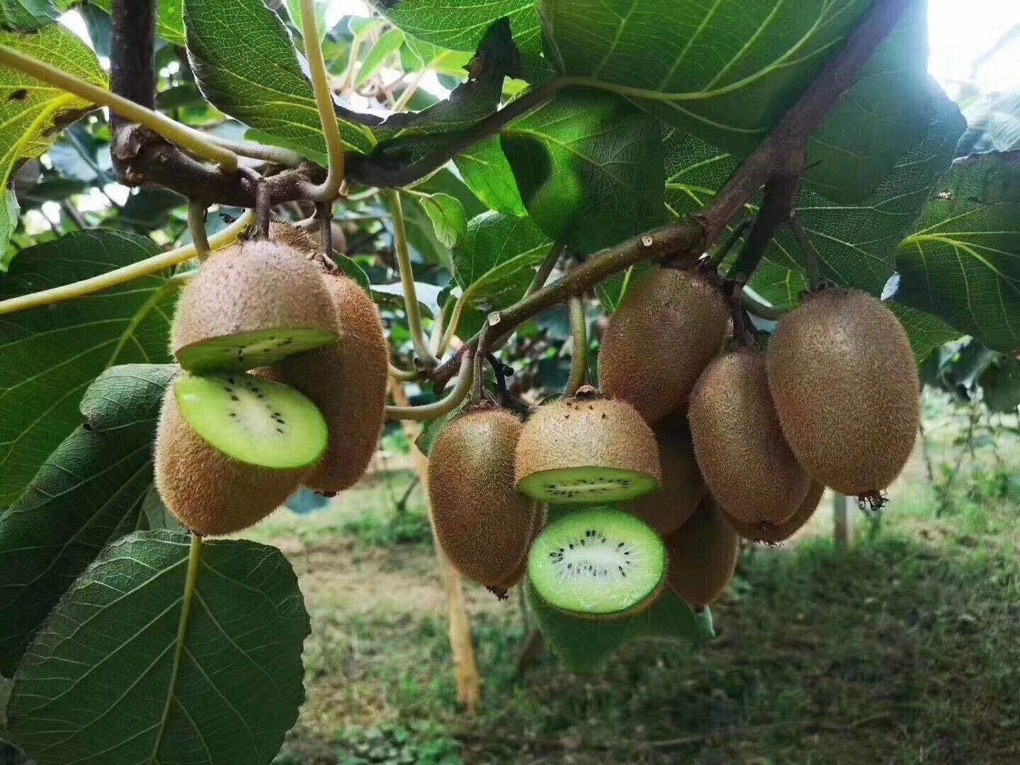 绿心猕猴桃干营养成分分析图