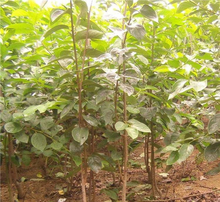 展示脆甜柿子树苗定植后的修剪和整形方式,主干高度适中,侧枝分布均匀 脆甜柿子树苗定植示意图