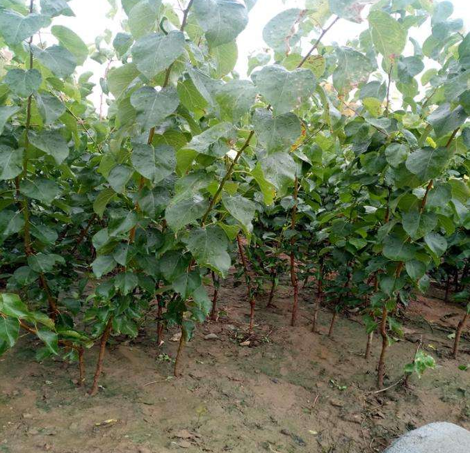 北方光中杏种植园,阳光充足,果树整齐排列 光中杏种植园实景