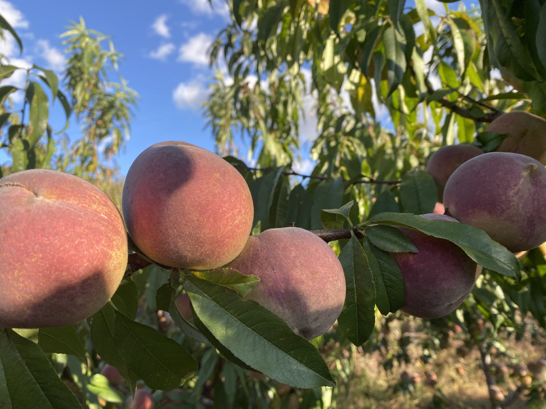 冬桃种植园中农民正在进行采摘工作