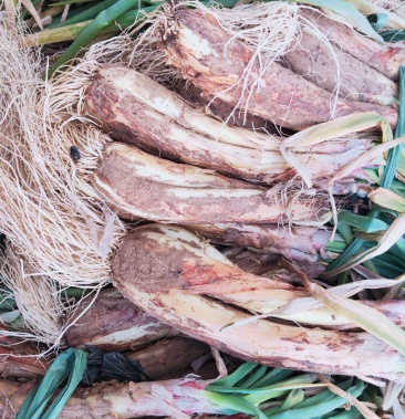 内蒙古鄂尔多斯市达拉特旗沙土地种植红葱品质好