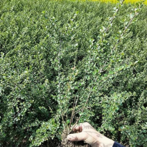 平枝栒子水荀子河北定州产地直销30---50高
