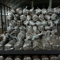 2021年出菇茶树菇菌棒