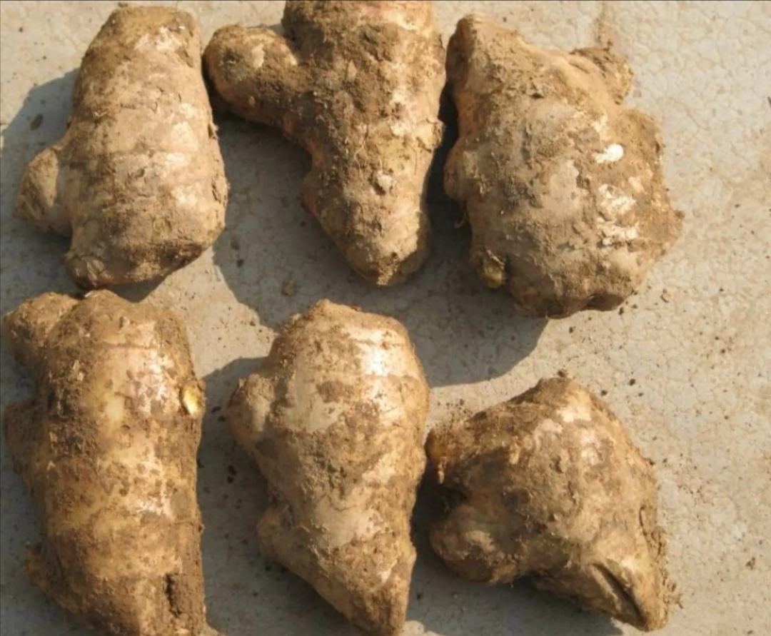姜母实物特写：一块表皮粗糙、颜色深褐、带有明显芽眼和纵向纤维纹路的老姜根茎，置于竹编托盘上，背景为浅木色案板
