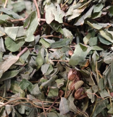 鸡骨草鸡骨草全草切片色青无杂质量保价格合理欢迎选购