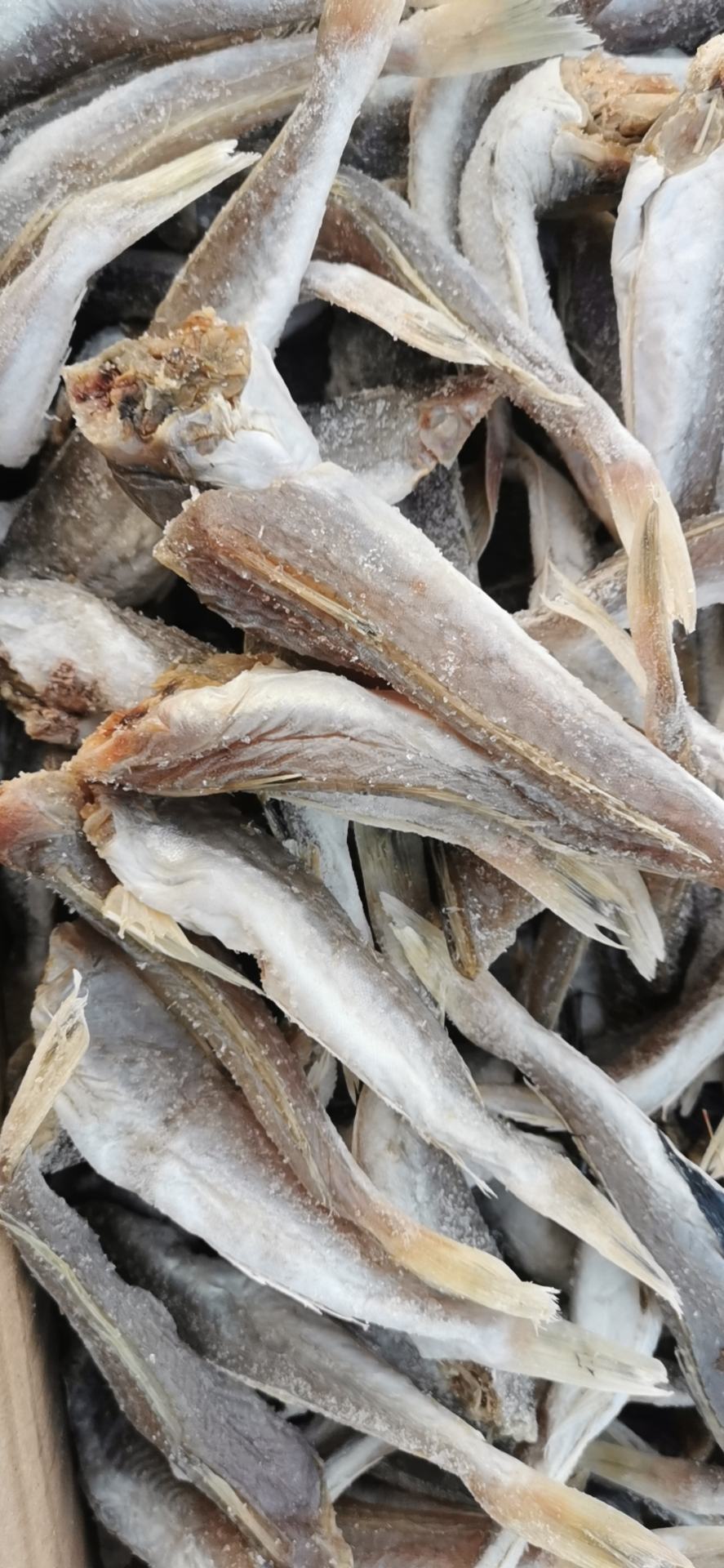 红娘鱼,又叫皮棍鱼,低盐腌制自然晾晒,一根主刺,没有碎刺