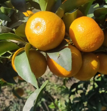 柑橘,沙糖桔,口感鲜美