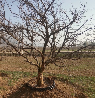 出售20以上石榴树假植树盆栽树