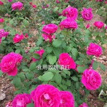 云南食用玫瑰种苗基地直发浓香可做花茶花酱鲜花饼