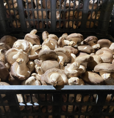 鲜香菇东北菇冬菇秋菇0912t2齐河大量出菇