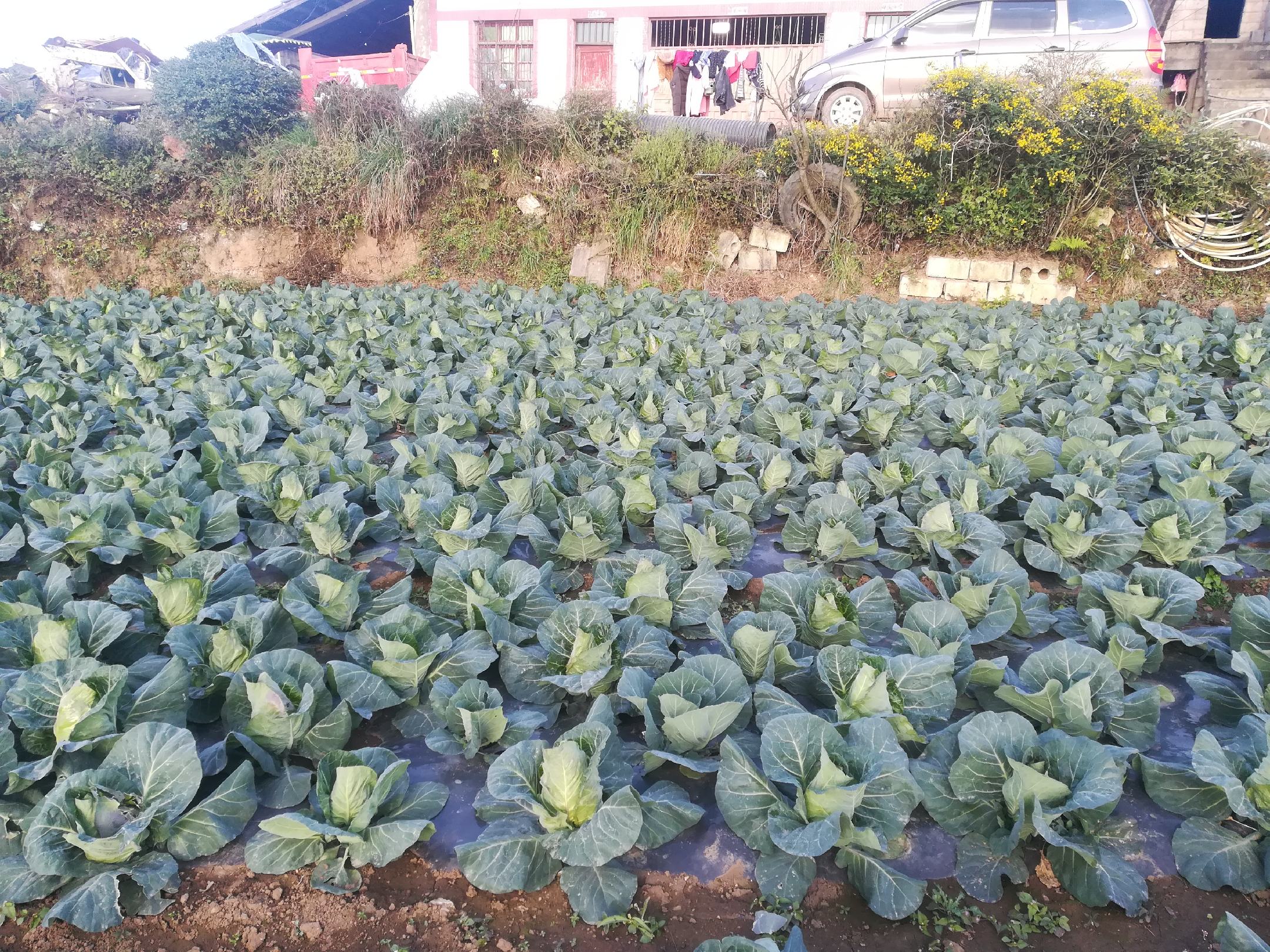 牛心甘蓝种植基地
