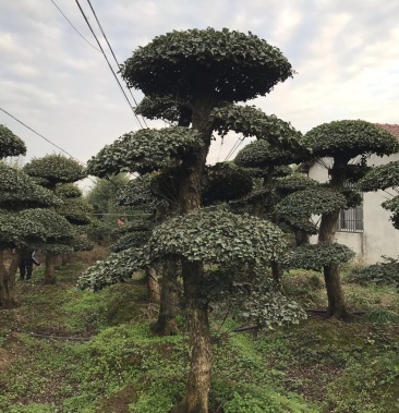 1820公分造型刺冬青25米以上