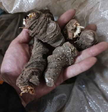 重楼黑花重楼华重楼重楼干货野生重楼