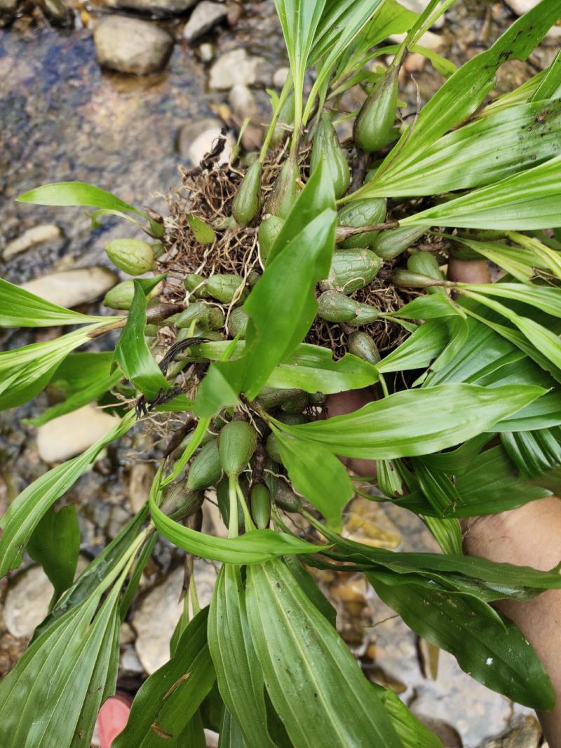 大叶石橄榄,石仙桃,双叶石仙桃