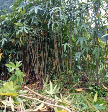 五指毛桃(又名五爪龙)自己基地种植