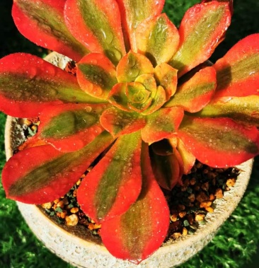 1元/棵立即订购郑肖达个人等级:3级3056访客165沟通详细信息评价