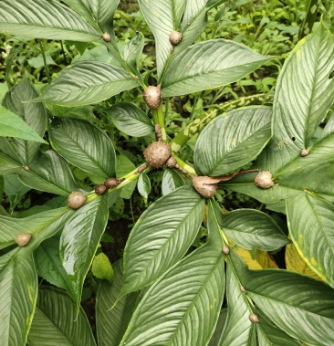 珠芽黄魔芋叶面果欢迎选购量大从优